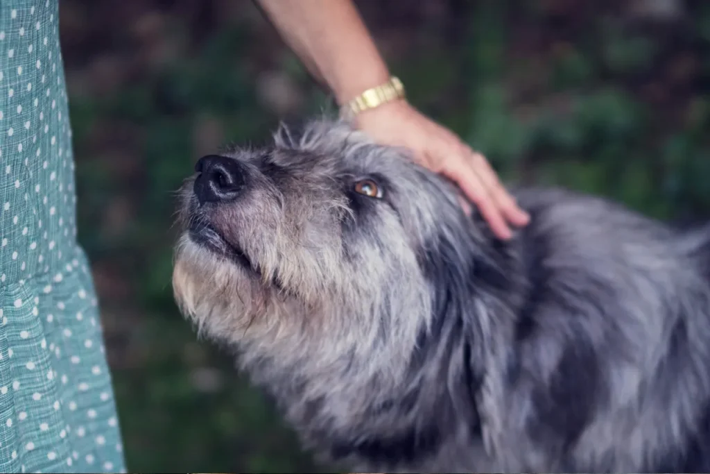 older dog being petted by owner